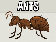 ants