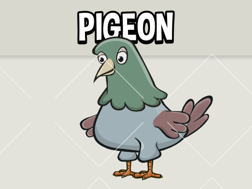 pigeon